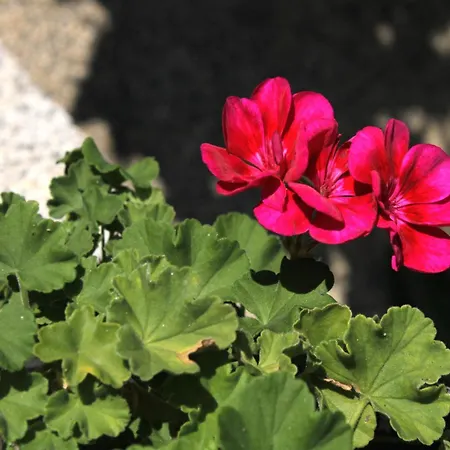 By The Sea Zavalatica, Korcula - 9315 Lejlighed *