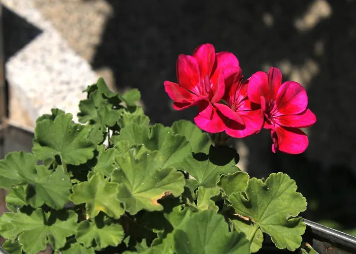 By The Sea Zavalatica, Korcula - 9315 아파트 *